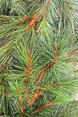 Image showing Pine needles