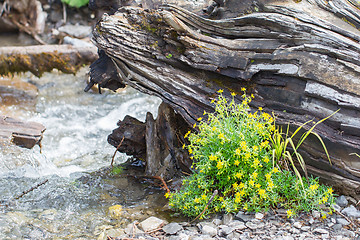 Image showing Fresh yellow flowers