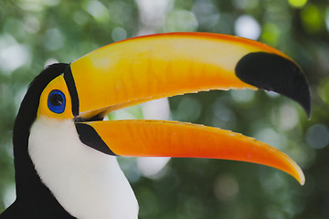 Image showing Colorful toucan (Ramphastos toco)