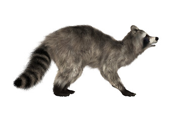 Image showing Raccoon