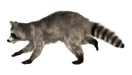 Image showing Raccoon