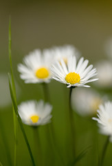 Image showing small daisy flower