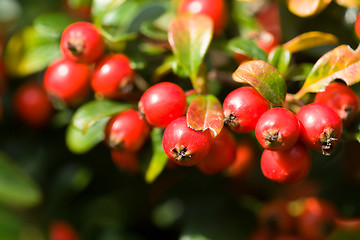 Image showing autumn background with red gaultheria