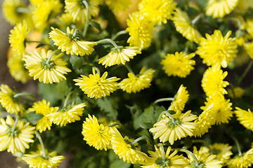 Image showing Yellow Chrysanthemum flowers in autumn garden