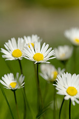 Image showing small daisy flower