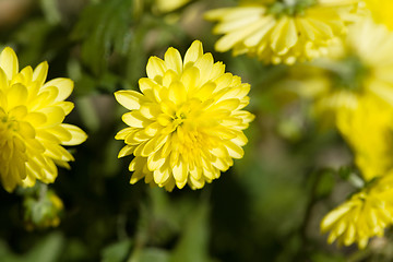 Image showing Yellow Chrysanthemum flowers in autumn garden