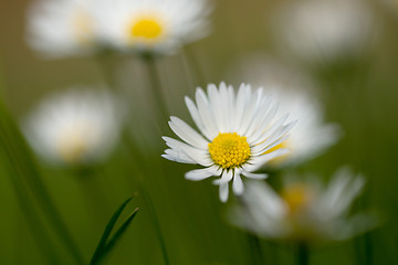 Image showing small daisy flower