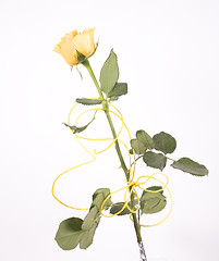 Image showing rose