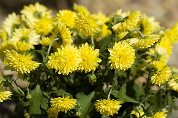 Image showing Yellow Chrysanthemum flowers in autumn garden