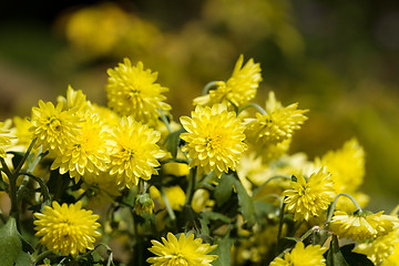 Image showing Yellow Chrysanthemum flowers in autumn garden