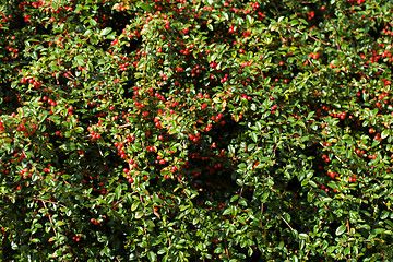 Image showing autumn background with red gaultheria