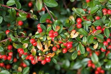 Image showing autumn background with red gaultheria