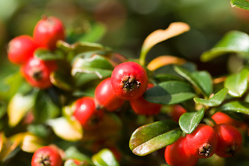 Image showing autumn background with red gaultheria