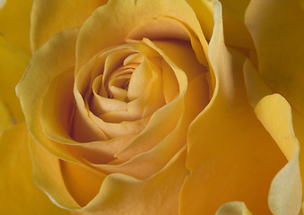 Image showing rose