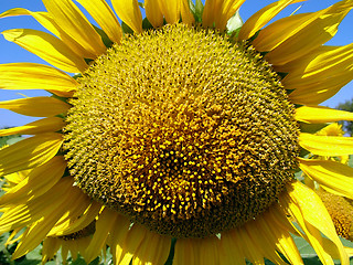 Image showing Sunflower Close up Seeds