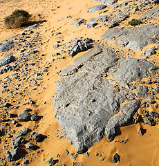 Image showing  old fossil in  the desert of morocco sahara and rock  stone sky