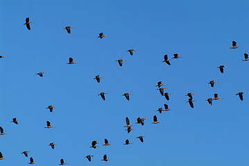 Image showing Geese flying