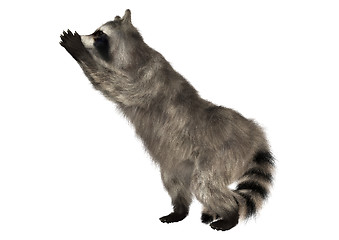 Image showing Raccoon