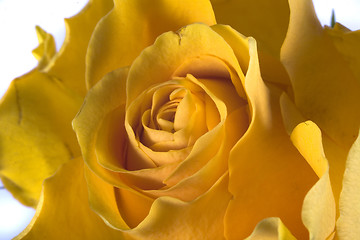 Image showing rose