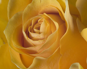 Image showing rose