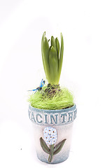 Image showing hyacinth