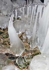 Image showing Nice white snowy icicles; background