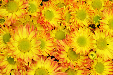 Image showing Chrysanthemum flower in the Gardens by the Bay