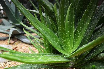 Image showing Aloe vera