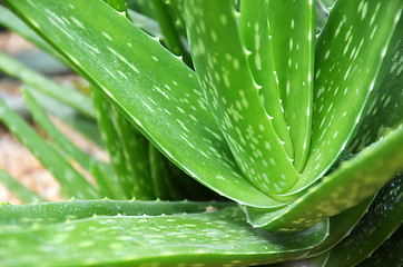 Image showing Aloe vera