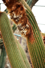 Image showing Wooly cactus