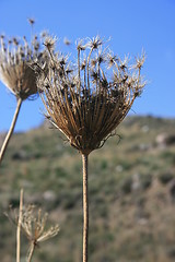 Image showing Dry dandelion