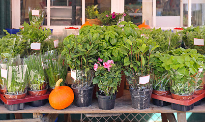 Image showing Fresh Herbs