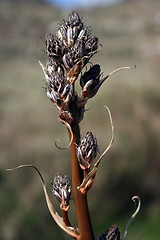 Image showing Dry asphodel