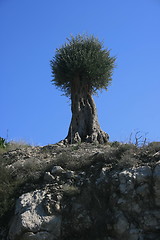 Image showing Lonesome tree