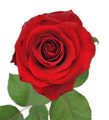 Image showing Nice red rose isolated background