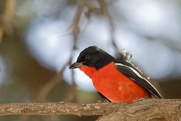 Image showing Crimson Breasted Shrike