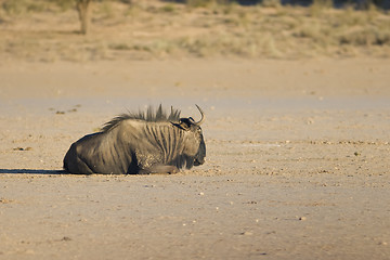 Image showing Black Wildebeest Resting