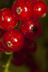 Image showing red currants