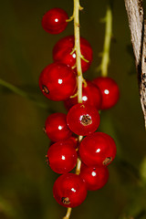 Image showing red currants