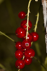 Image showing red currants