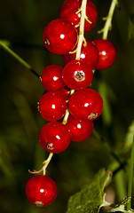 Image showing red currants