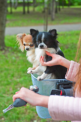 Image showing bicycle walking with dogs