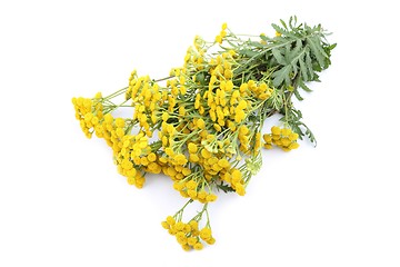 Image showing Tansy.