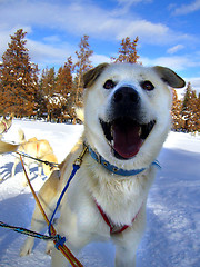 Image showing Happy Husky