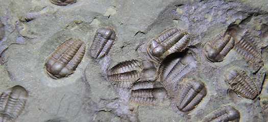 Image showing trilobite fossil as very nice background