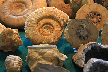 Image showing ammonites fossil background