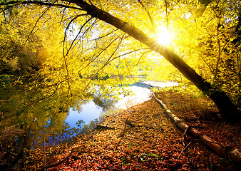 Image showing Autumn wood