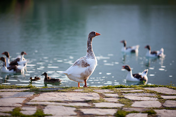 Image showing Geese and ducks on the lake