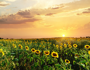 Image showing sunflower field