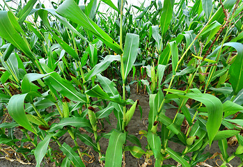 Image showing Beautiful green maize field